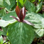 Toadshade, Little Sweet Betsy, Whippoorwill Flower - Trillium cuneatum
