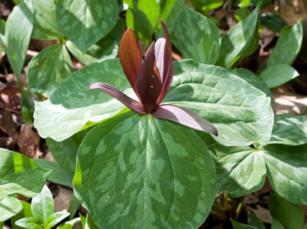 Toadshade, Little Sweet Betsy, Whippoorwill Flower - Trillium cuneatum