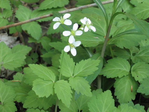 Two-leaved Toothwort, Crinkleroot - Cardamine diphylla (Dentaria diphylla)