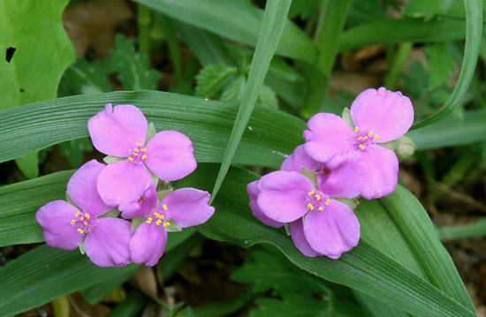 Spiderwort - Tradescantia virginiana