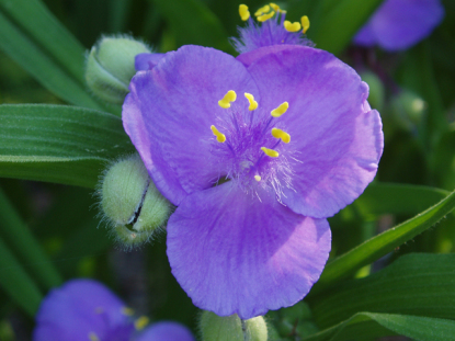 Spiderwort - Tradescantia virginiana 4