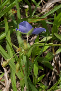 Spiderwort - Tradescantia virginiana 3