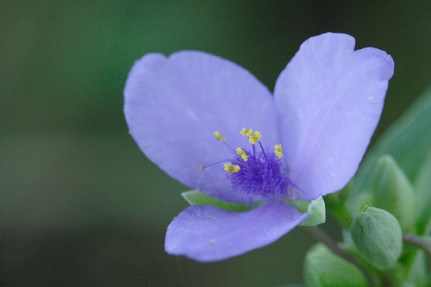 Ohio Spiderwort, Bluejacket - Tradescantia ohiensis