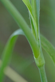Ohio Spiderwort, Bluejacket - Tradescantia ohiensis 2
