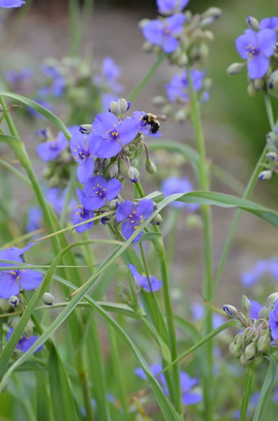 Ohio Spiderwort, Bluejacket - Tradescantia ohiensis 3