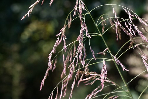 Purpletop, Purpletop Tridens - Tridens flavus