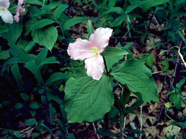 Catesby’s Trillium, Nodding Rose Trillium, Bashful Wakerobin - Trillium catesbaei