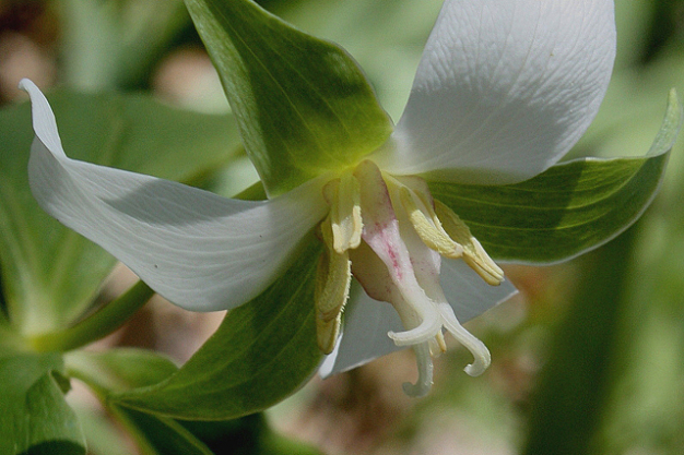 Drooping White Trillium, Bent Trillium, Wood Lily - Trillium flexipes