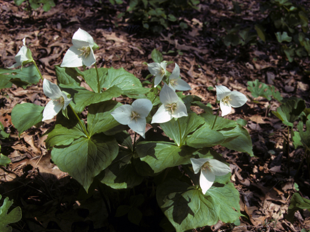 Drooping White Trillium, Bent Trillium, Wood Lily - Trillium flexipes 1