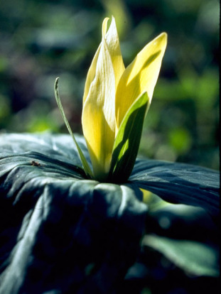 Yellow Trillium, Wood Lily - Trillium luteum