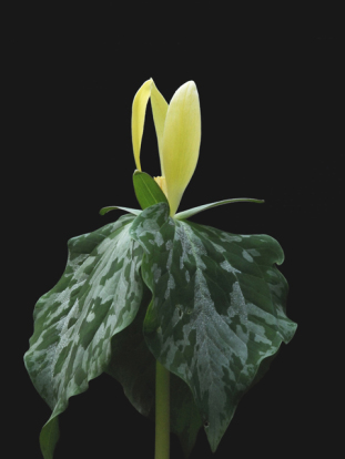Yellow Trillium, Wood Lily - Trillium luteum 2