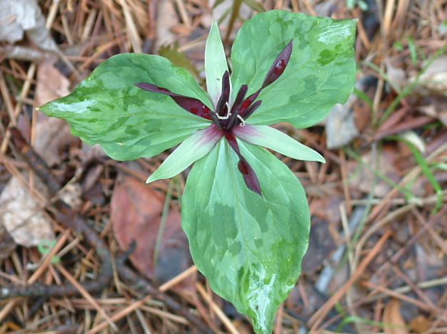 Twisted Petal Trillium, Blue Ridge Wakerobin - Trillium stamineum