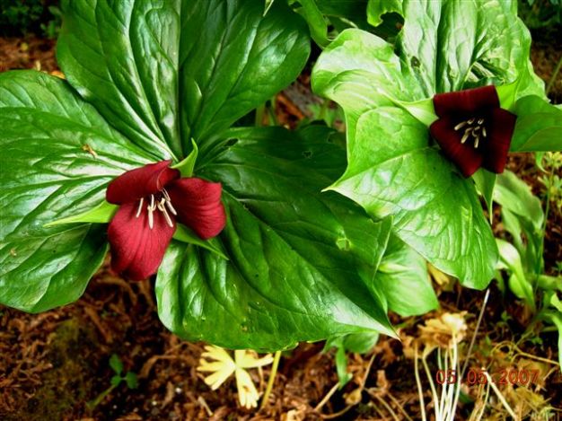 Trillium sulcatum - Barksdale’s Trillium, Furrowed Wakerobin, Sulcate Toadshade