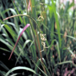 Eastern Gama Grass - Tripsacum dactyloides
