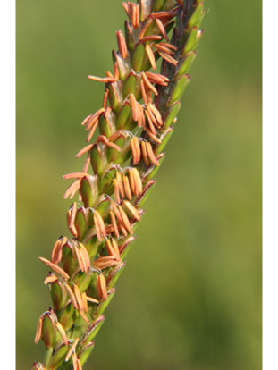 Eastern Gama Grass - Tripsacum dactyloides 2