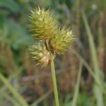 Field Oval Sedge, Troublesome Sedge - Carex molesta