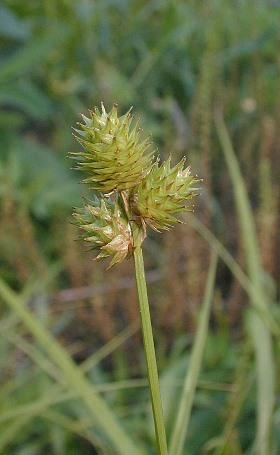 Field Oval Sedge, Troublesome Sedge - Carex molesta