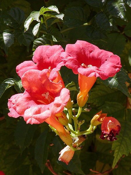 Trumpet Creeper, Trumpet Vine - Campsis radicans (Bignonia radicans)