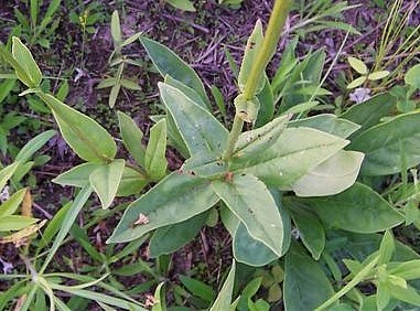 Tube Beardtongue, Trumpet Penstemon, White Wand Penstemon - Penstemon tubaeflorus 5