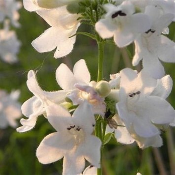 Tube Beardtongue, Trumpet Penstemon, White Wand Penstemon - Penstemon tubaeflorus 3