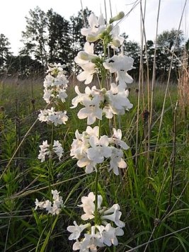 Tube Beardtongue, Trumpet Penstemon, White Wand Penstemon - Penstemon tubaeflorus 4