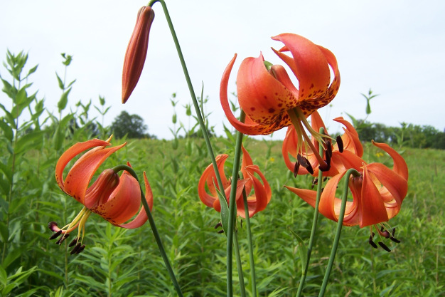 Turk’s Cap Lily - Lilium superbum 2