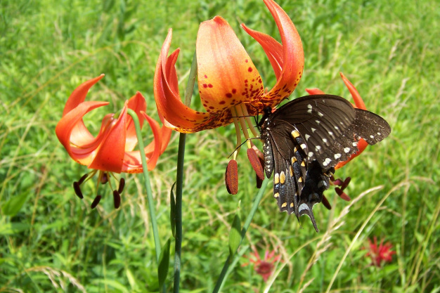 Turk’s Cap Lily - Lilium superbum