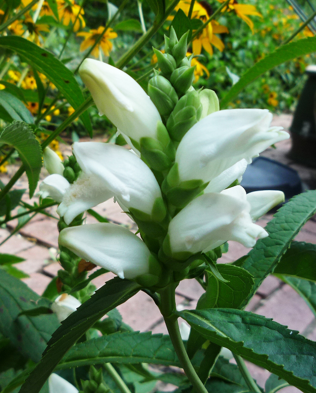 Turtlehead - Chelone glabra