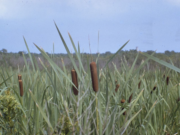 Common Cattail, Broadleaf Cattail - Typha latifolia 3