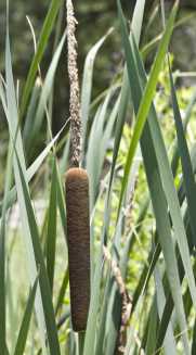 Common Cattail, Broadleaf Cattail - Typha latifolia 2