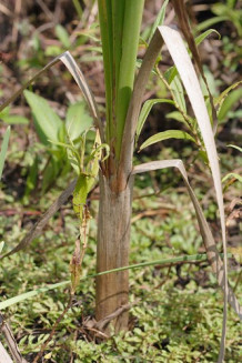 Common Cattail, Broadleaf Cattail - Typha latifolia 1