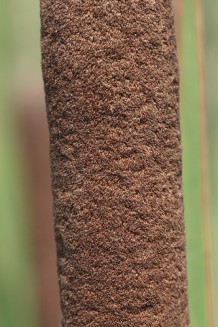 Common Cattail, Broadleaf Cattail - Typha latifolia