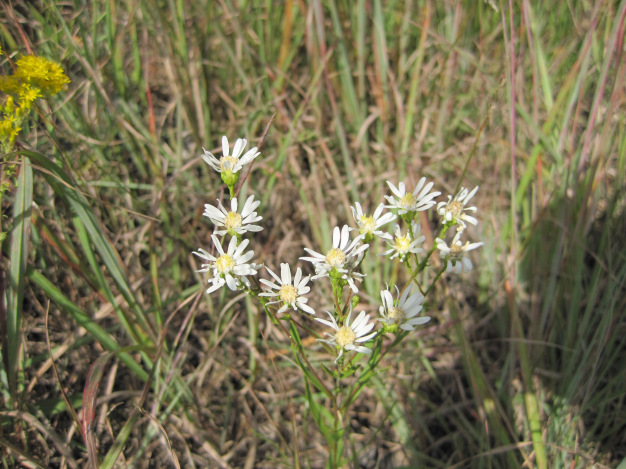 Upland White Aster, Prairie Flat-top Goldenrod - Oligoneuron album (Aster ptarmicoides)