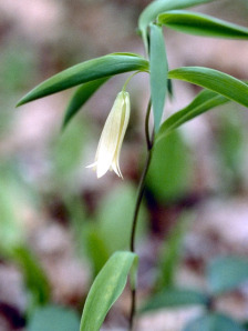 Wild Oats, Sessile-leaf Bellwort - Uvularia sessilifolia 2