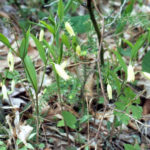 Wild Oats, Sessile-leaf Bellwort - Uvularia sessilifolia