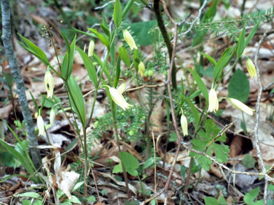 Wild Oats, Sessile-leaf Bellwort - Uvularia sessilifolia