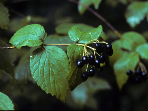 Downy Arrowwood - Viburnum rafinesqueanum (also V. rafinesquianum) 4