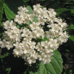 Downy Arrowwood - Viburnum rafinesqueanum (also V. rafinesquianum)