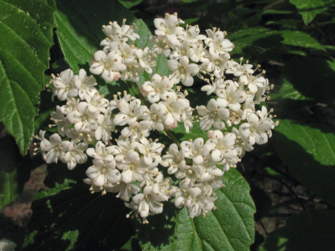 Downy Arrowwood - Viburnum rafinesqueanum (also V. rafinesquianum)