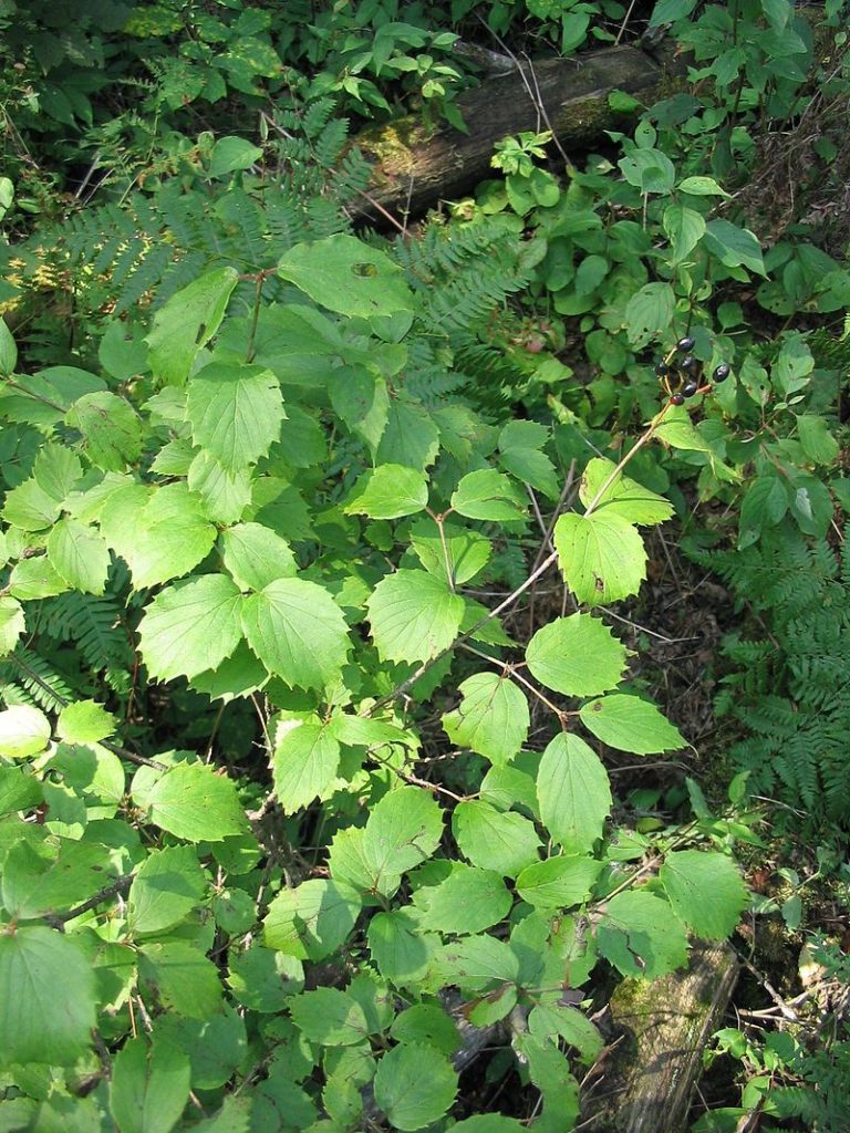 Downy Arrowwood - Viburnum rafinesqueanum (also V. rafinesquianum) 3