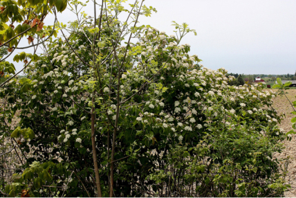 Downy Arrowwood - Viburnum rafinesqueanum (also V. rafinesquianum) 2