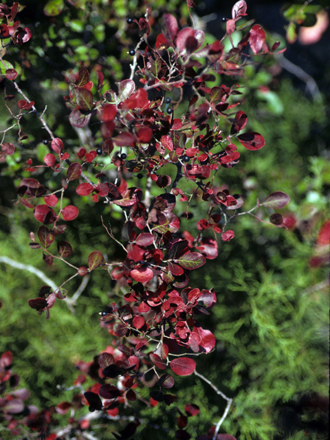 Farkleberry, Sparkleberry - Vaccinium arboreum