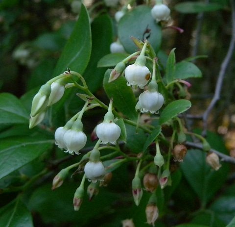 Farkleberry, Sparkleberry - Vaccinium arboreum 2