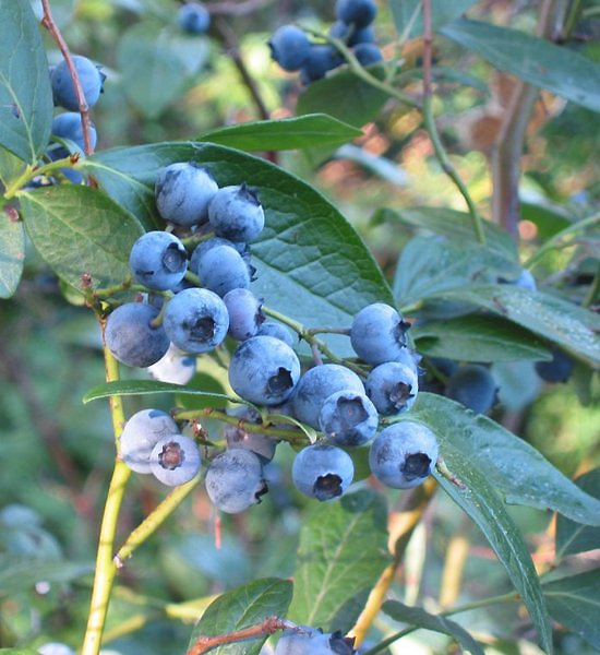 Highbush Blueberry - Vaccinium corymbosum