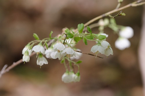 Deerberry - Vaccinium stamineum 2