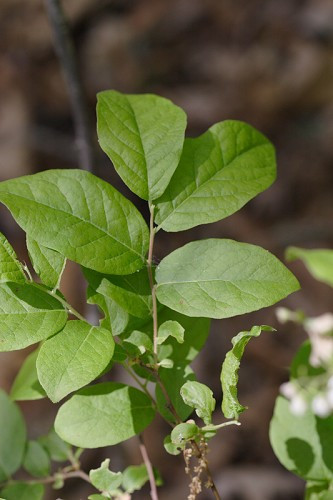 Deerberry - Vaccinium stamineum