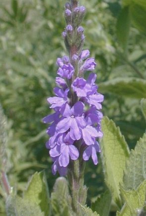 Hoary Verbena, Woolly Verbena, Tall Vervain, Hoary Vervain - Verbena stricta (Petalostemum purpureum) 1