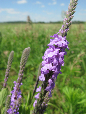 Hoary Verbena, Woolly Verbena, Tall Vervain, Hoary Vervain - Verbena stricta (Petalostemum purpureum)