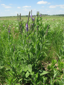 Hoary Verbena, Woolly Verbena, Tall Vervain, Hoary Vervain - Verbena stricta (Petalostemum purpureum) 2