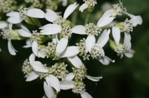 Frost Weed, Iceplant, Winged Stem, White Crownbeard, Iceweed, Richweed, Squawweed - Verbesina virginica 4